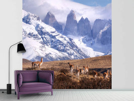 photo-wallpaper-guanakos-in-patagonia-x