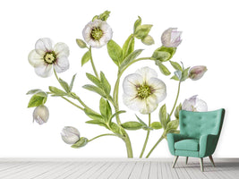 photo-wallpaper-hellebore-x