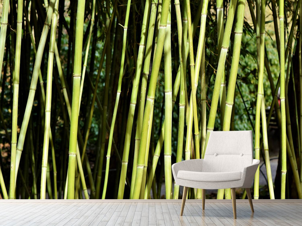 photo-wallpaper-fresh-bamboo