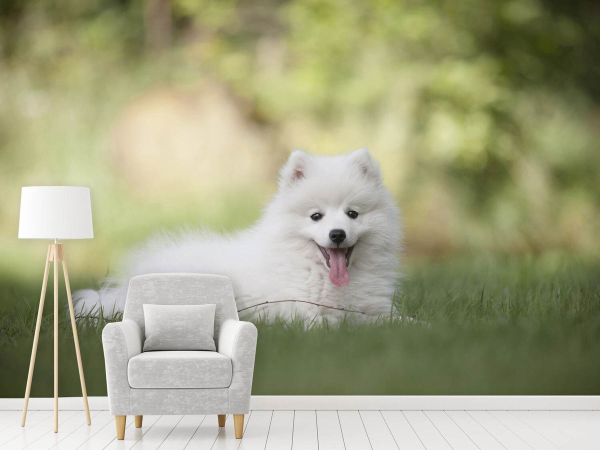 photo-wallpaper-cute-spitz-puppy