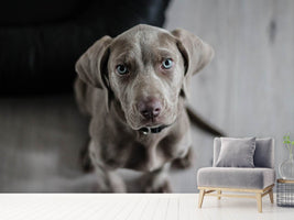 photo-wallpaper-the-weimaraner