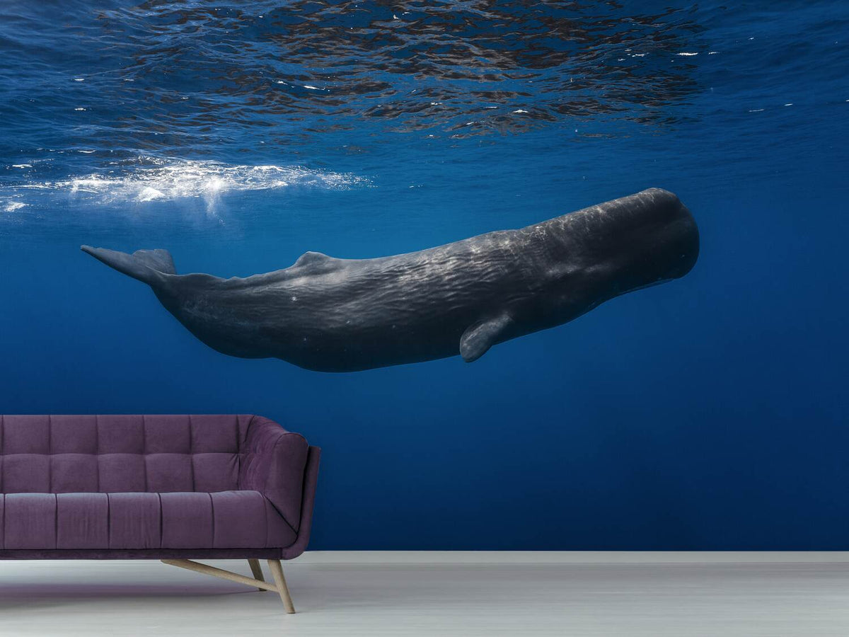 photo-wallpaper-sperm-whale