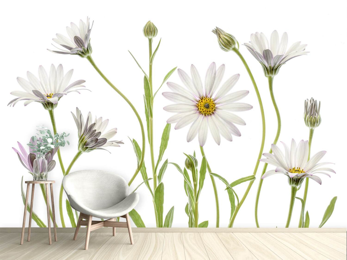 photo-wallpaper-cape-daisies-xuv