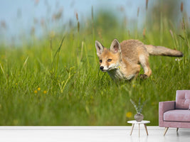 photo-wallpaper-red-fox-xue