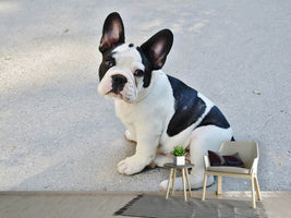 photo-wallpaper-sweet-french-bulldog