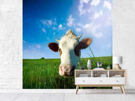 photo-wallpaper-the-cow