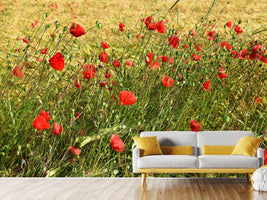 photo-wallpaper-the-poppy-in-the-wind