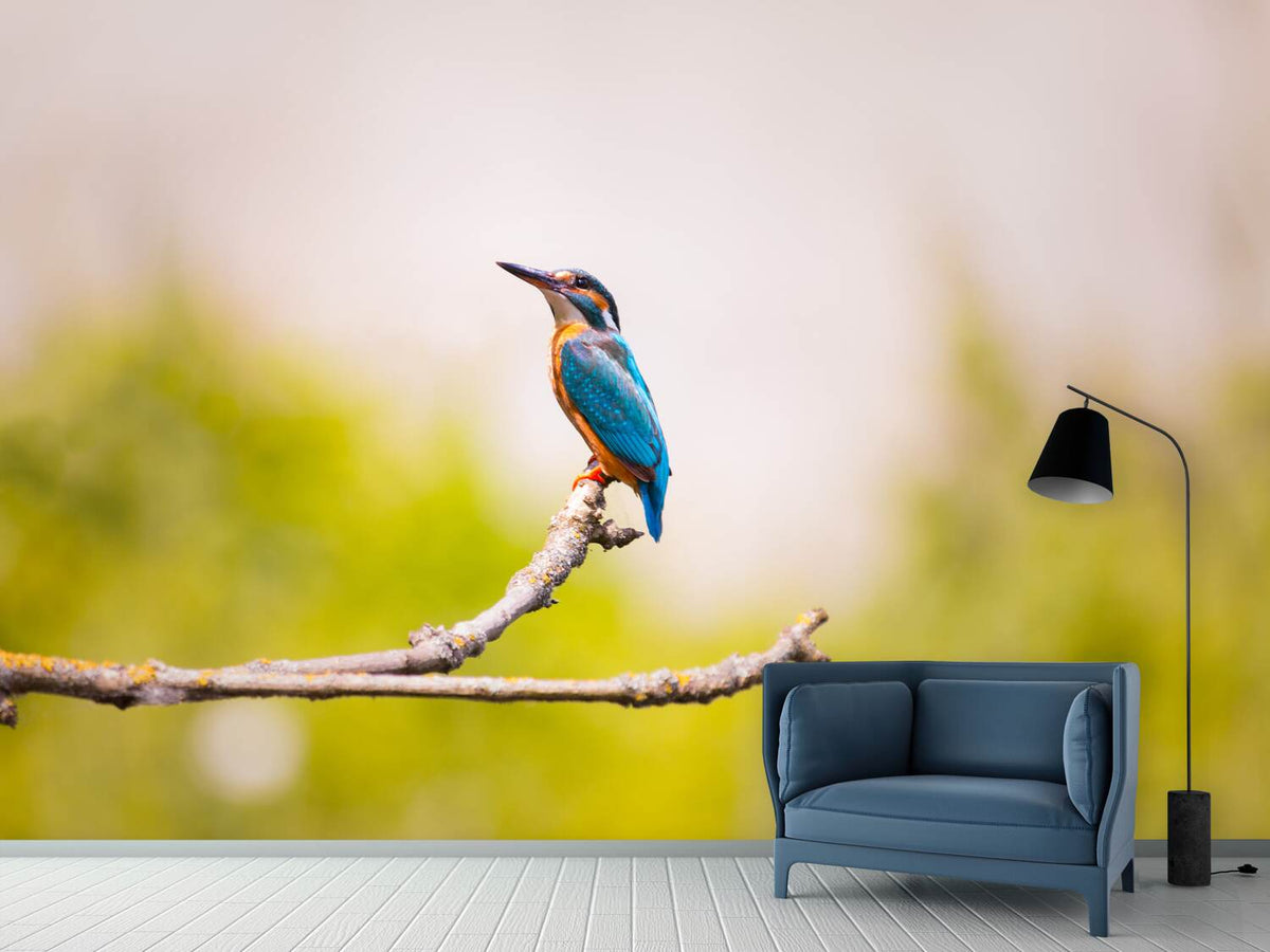 photo-wallpaper-the-kingfisher