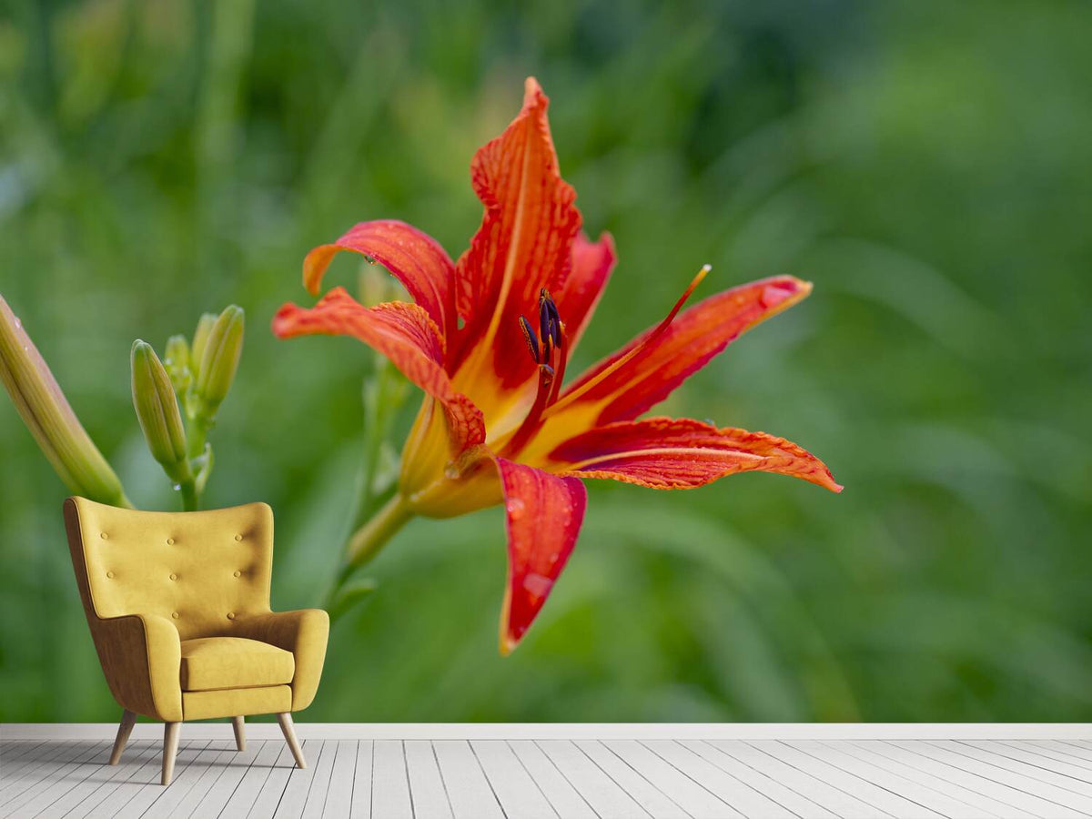 photo-wallpaper-lily-blossom-in-the-nature