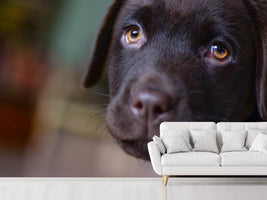 photo-wallpaper-cute-labrador-puppy