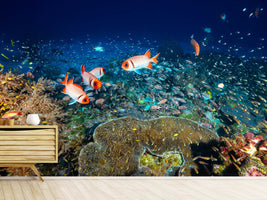 photo-wallpaper-reef-lifeii