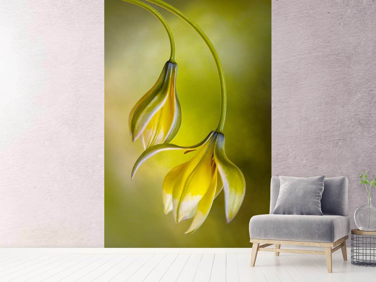 photo-wallpaper-tulipa