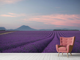 photo-wallpaper-lavender-field