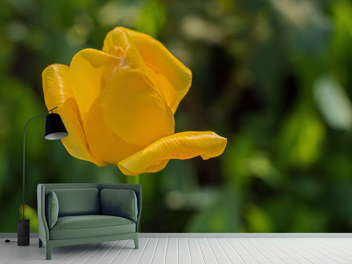 photo-wallpaper-yellow-tulip-xl