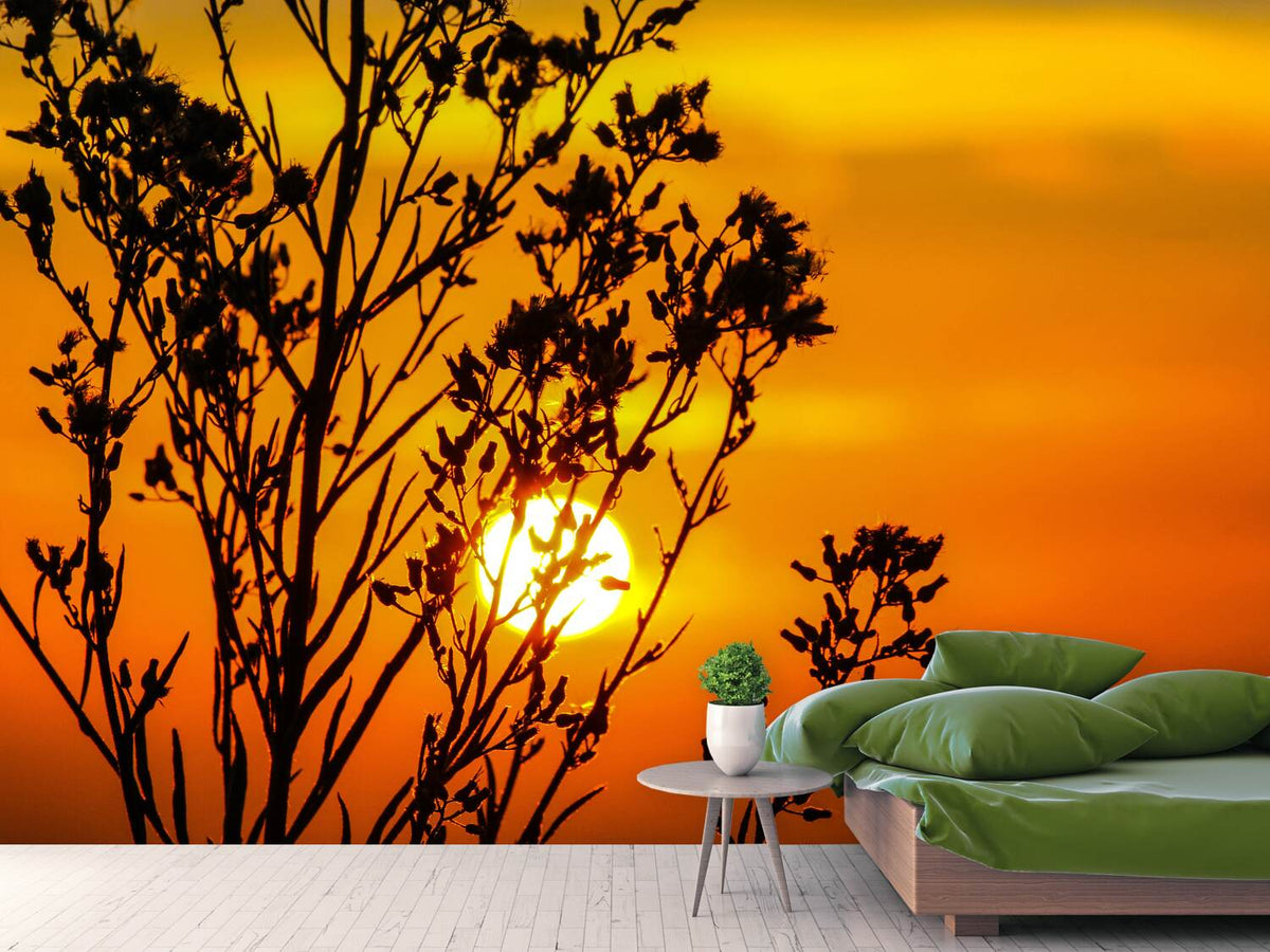 photo-wallpaper-a-shrub-in-the-sunset