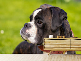 photo-wallpaper-attentive-boxer