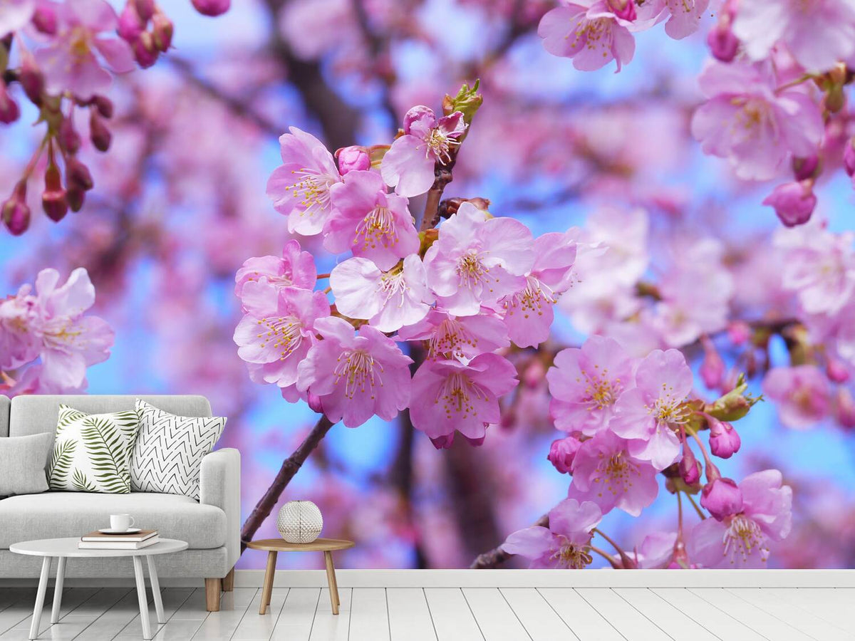 photo-wallpaper-gorgeous-cherry-blossom