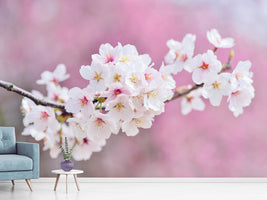 photo-wallpaper-cherry-blossoms-xxl