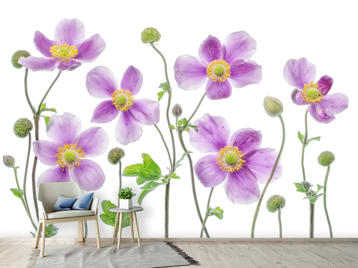 photo-wallpaper-anemone-japonica-x