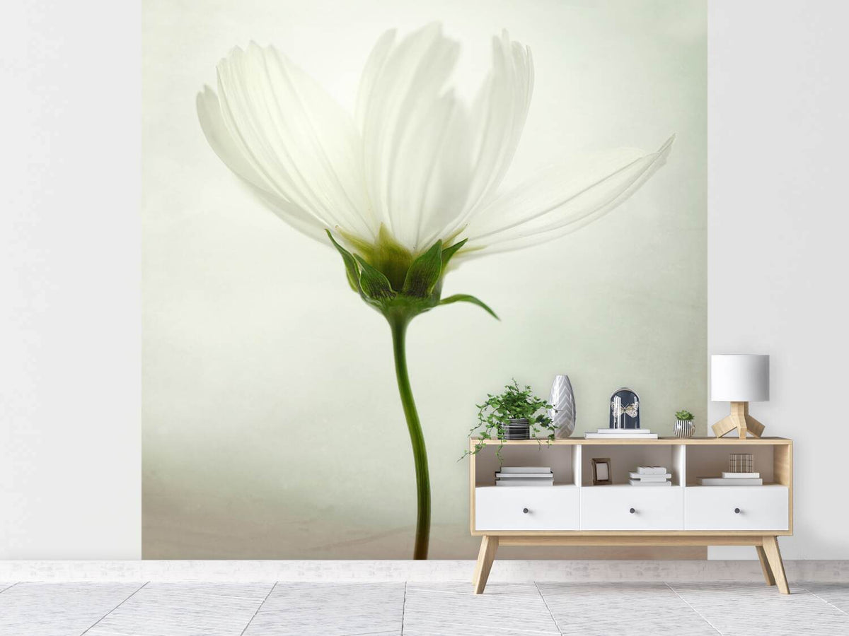 photo-wallpaper-white-cosmos