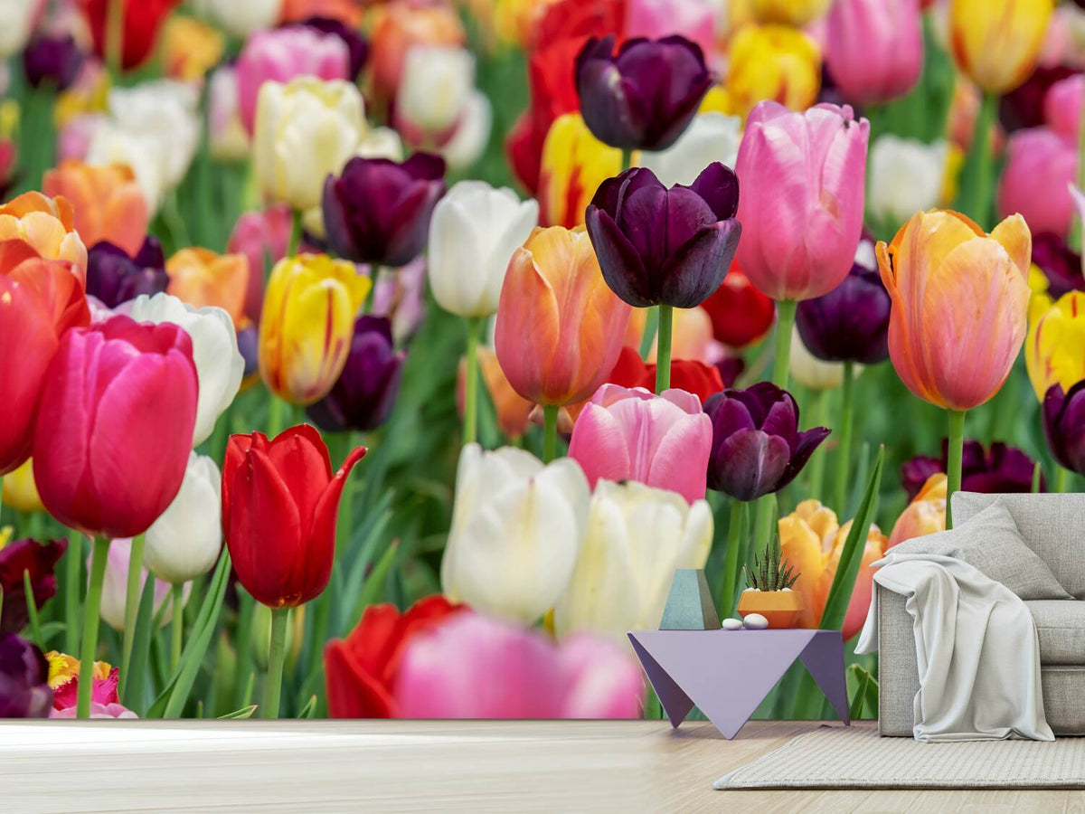 photo-wallpaper-the-colors-of-the-tulips