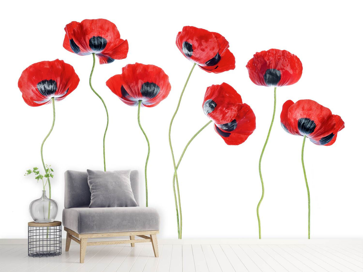 photo-wallpaper-ladybird-poppies