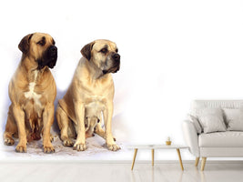 photo-wallpaper-2-mastiffs