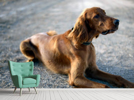 photo-wallpaper-the-irish-setter