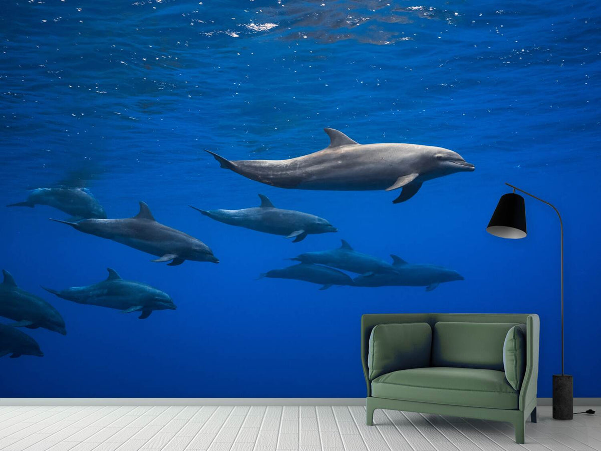 photo-wallpaper-dolphins-x