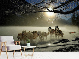 photo-wallpaper-huskies