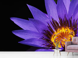 photo-wallpaper-xl-water-lily-in-purple